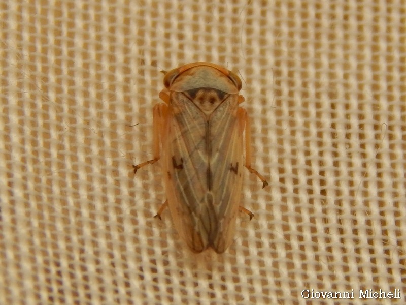 Rhytidodus decimusquartus, Cicadellidae